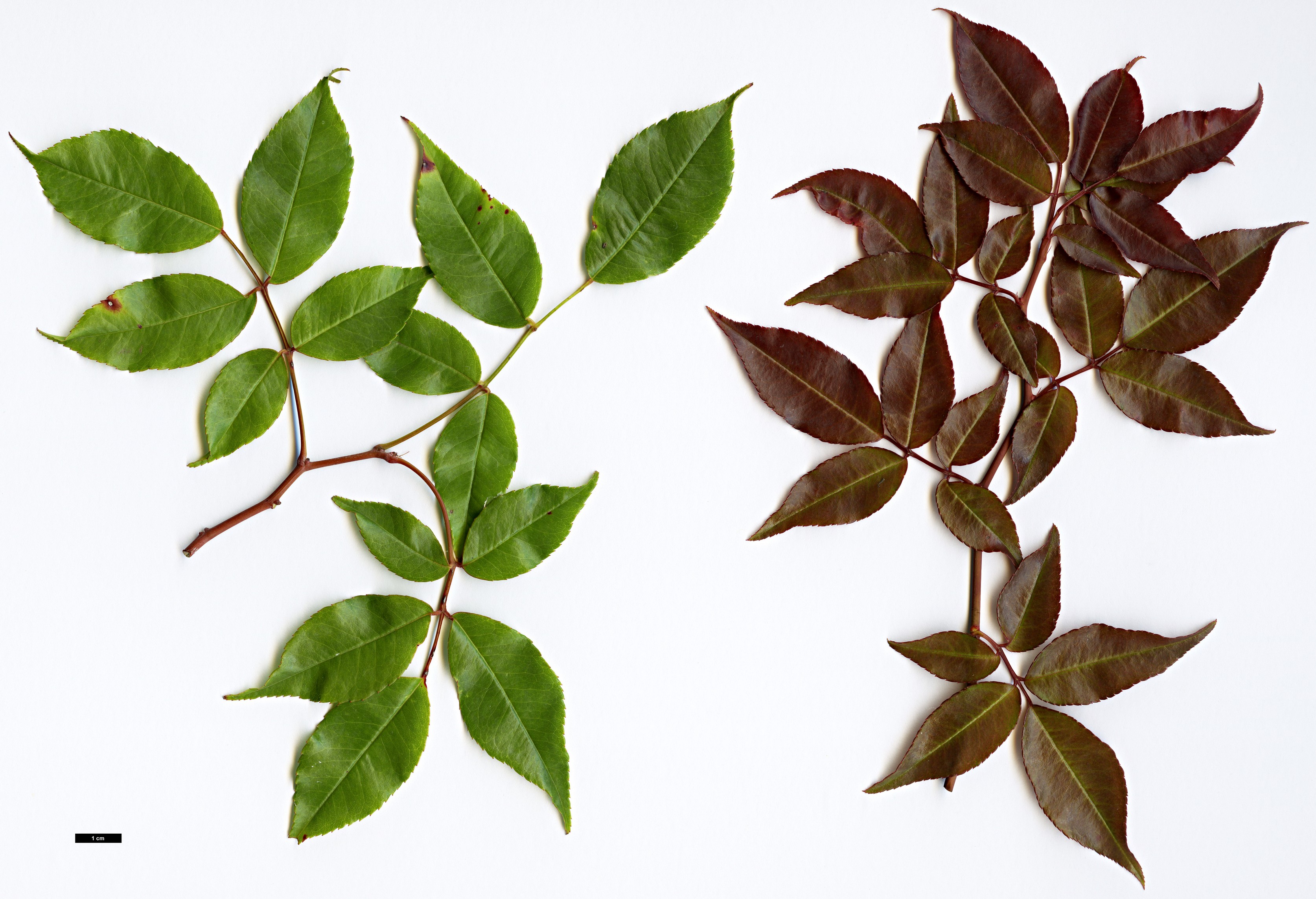 High resolution image: Family: Rosaceae - Genus: Rosa - Taxon: cymosa - SpeciesSub: 'Rebecca Rushforth'
